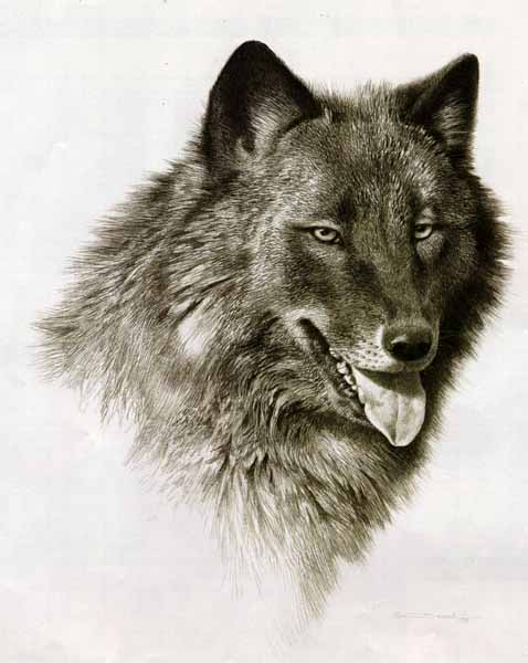 (image for) Handmade oil painting Copy paintings of famous artists Carl Brenders paintings Black Wolf